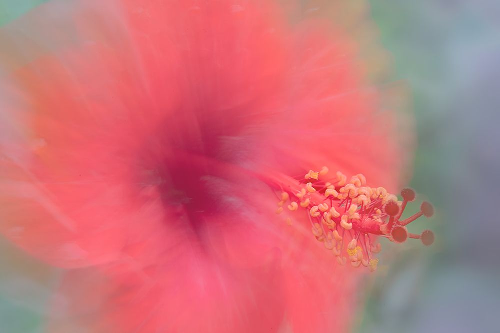 Flowers From Our Garden (Lomac) - Malvaceae art print by Florent Dirk Thies for $57.95 CAD