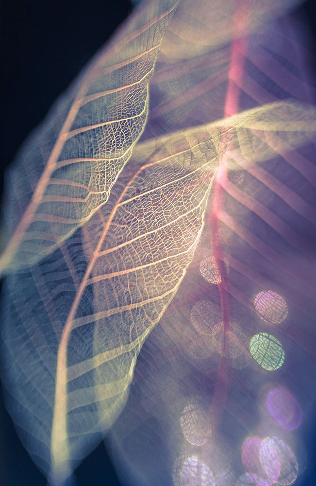 Transparent art print by Shihya Kowatari for $57.95 CAD
