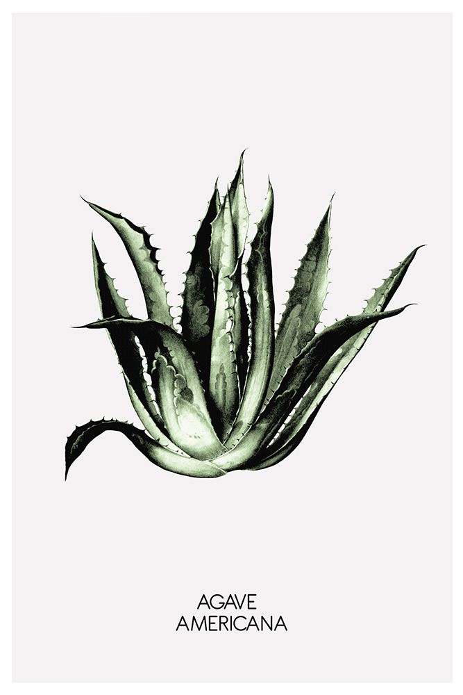 Agave Americana art print by The Miuus Studio for $57.95 CAD