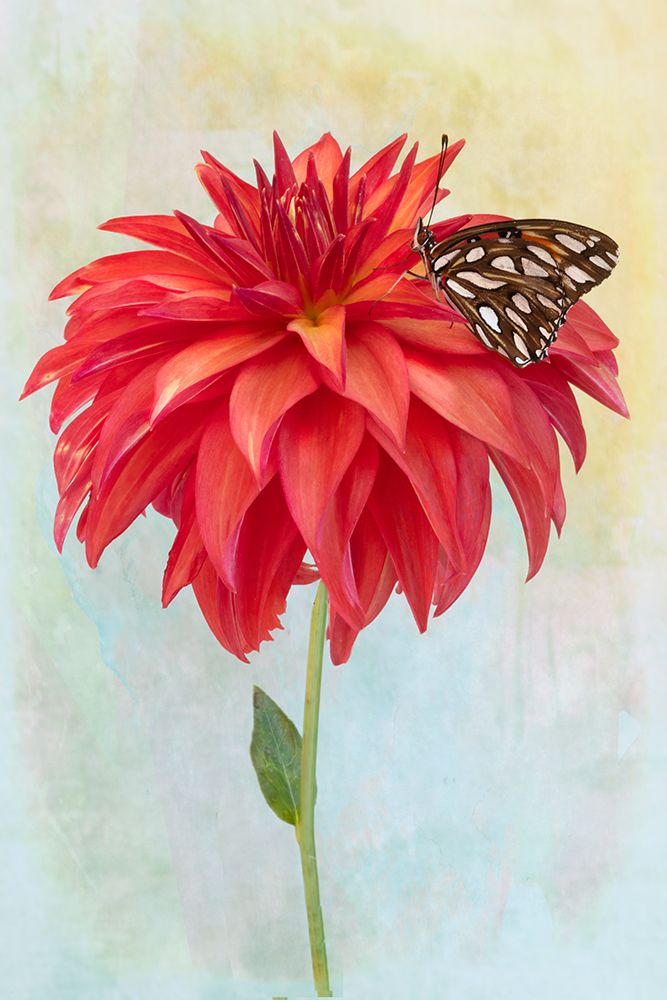Dahlia Bloom And A Butterfly art print by Linda D Lester for $57.95 CAD