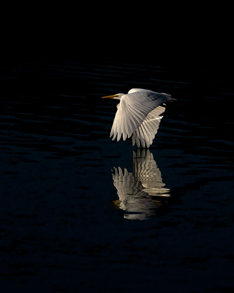 Egret art print by Yu Mao for $57.95 CAD