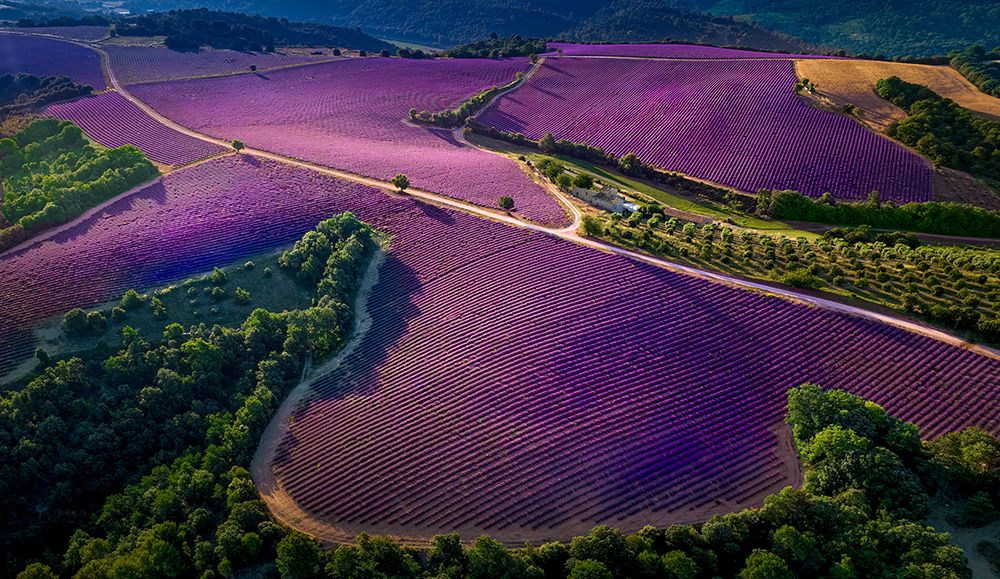 Provence Ultra Purple art print by Kenneth Zeng for $57.95 CAD