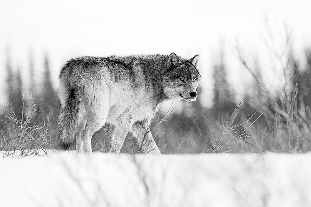 A grey wolf art print by Siyu and Wei for $57.95 CAD