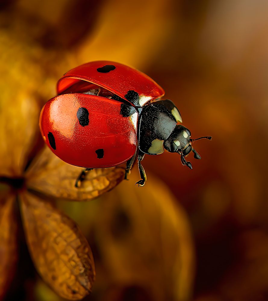 Red Ladybug art print by Chris Coenders for $57.95 CAD