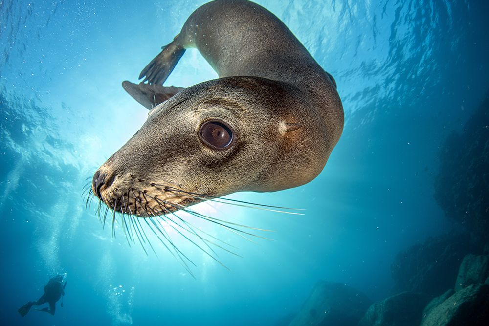 Sea Lion art print by Andrea Izzotti for $57.95 CAD