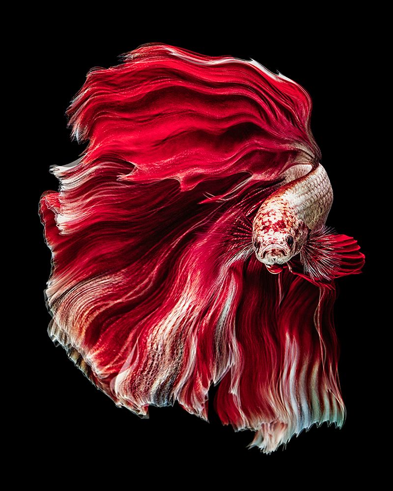 Wave Betta art print by Andi Halil for $57.95 CAD