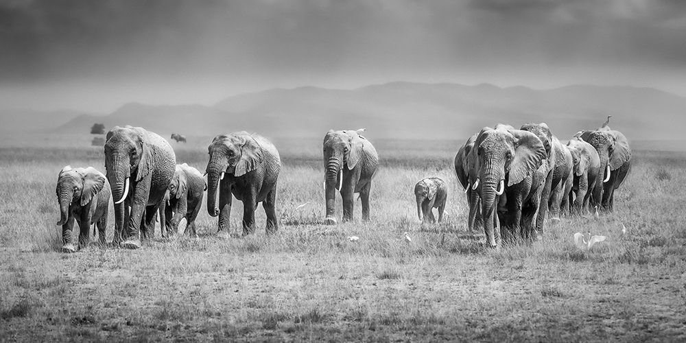 Magical Amboseli art print by Jeffrey C. Sink for $57.95 CAD