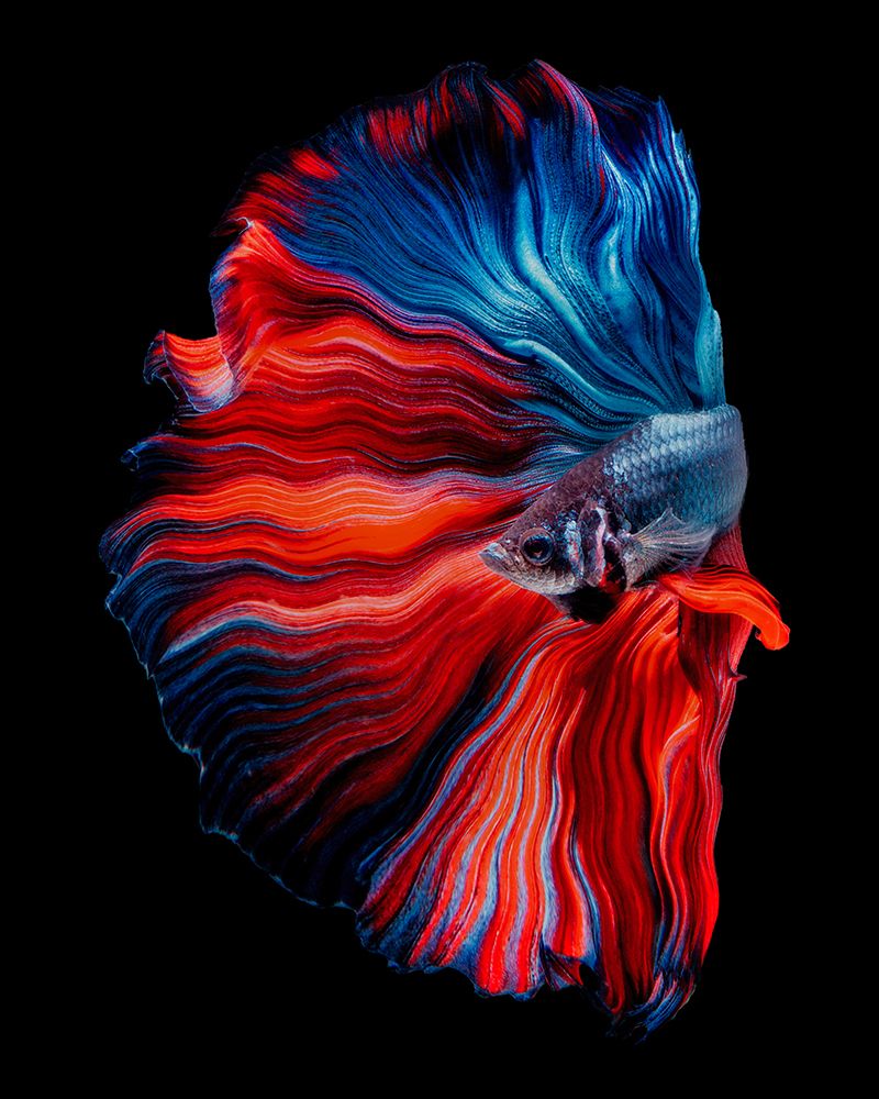 Floating art print by Andi Halil for $57.95 CAD