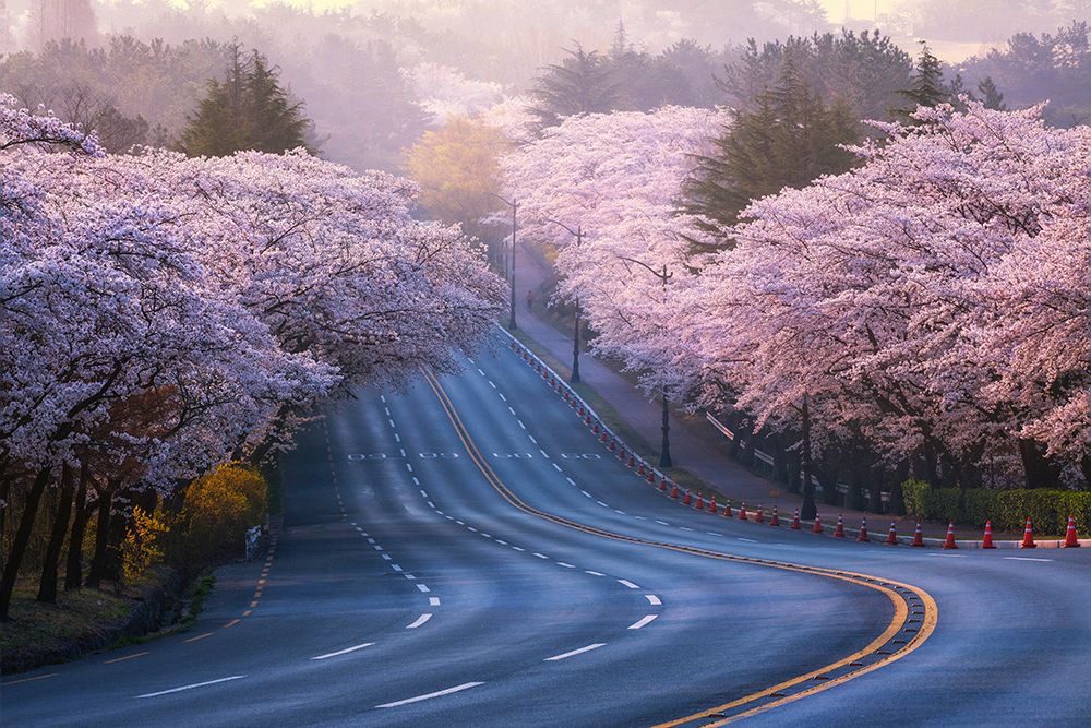 Cherry Blossoms art print by Tiger Seo for $57.95 CAD