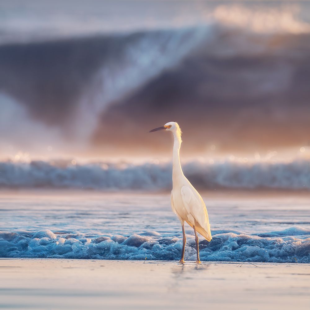 Egret With Tide art print by Allen Sd for $57.95 CAD