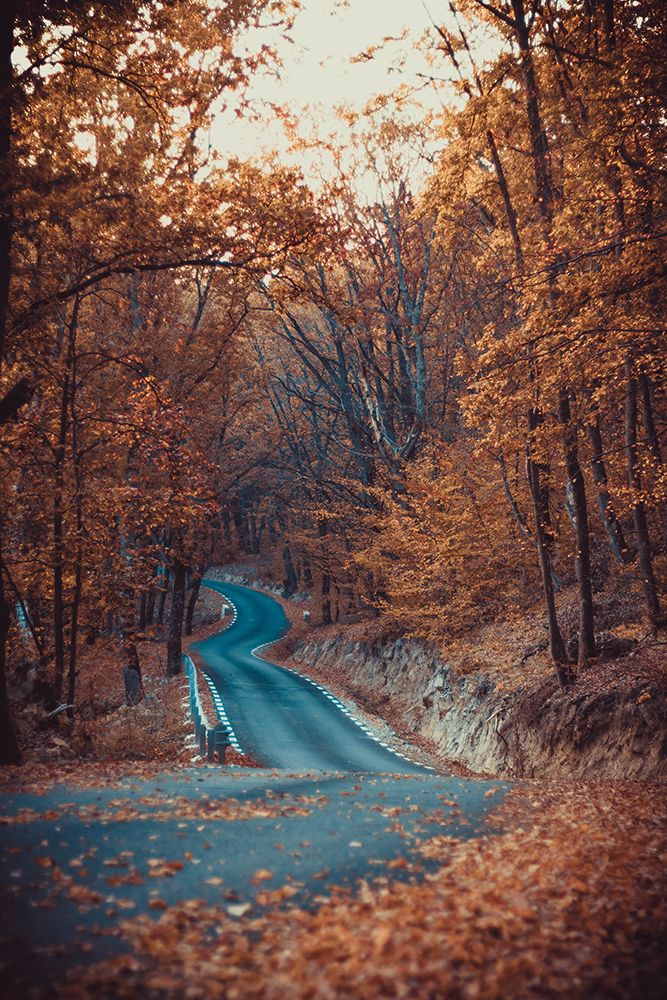 Road In Forest Autumn Beautiful Colors art print by Toma Georgian Mihai for $57.95 CAD