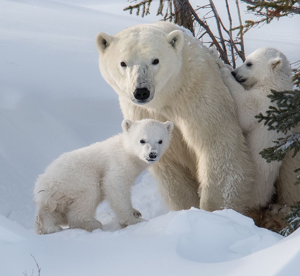 ALERT art print by Liwen Tao for $57.95 CAD