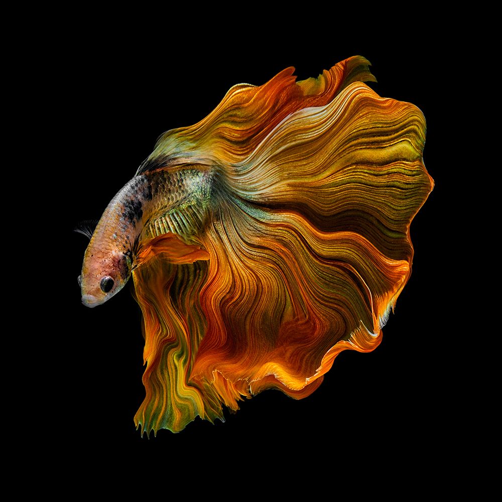 The Golden Betta art print by Andi Halil for $57.95 CAD