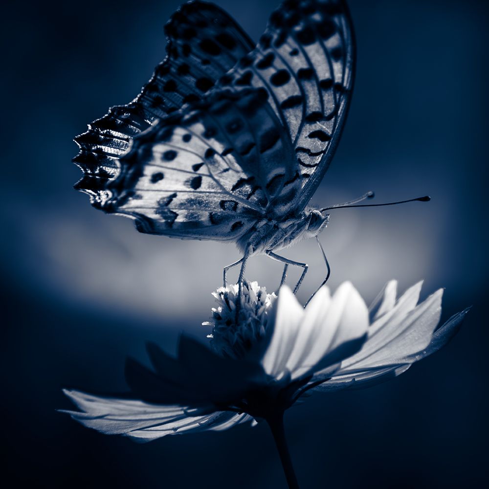 Butterfly art print by Hiromitsu Ichioka for $57.95 CAD