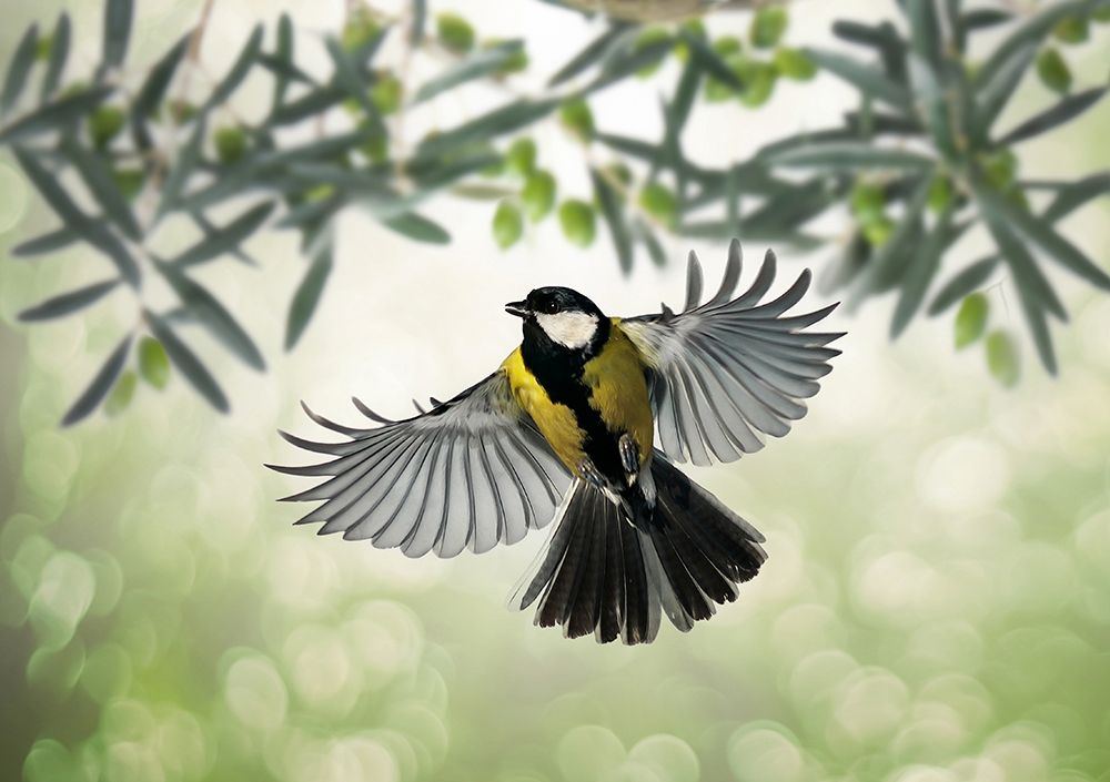 Great Tit Flies At Olive Grove art print by Eyal Bar Or for $57.95 CAD