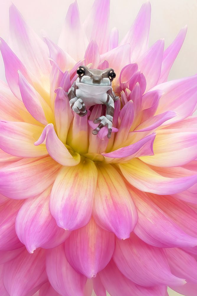 Baby Amazon Milk Frog art print by Linda D Lester for $57.95 CAD
