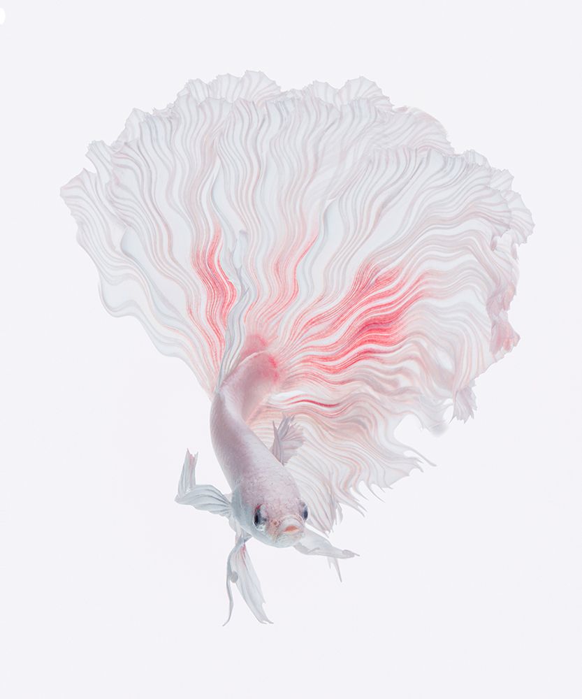 Root Betta art print by Andi Halil for $57.95 CAD