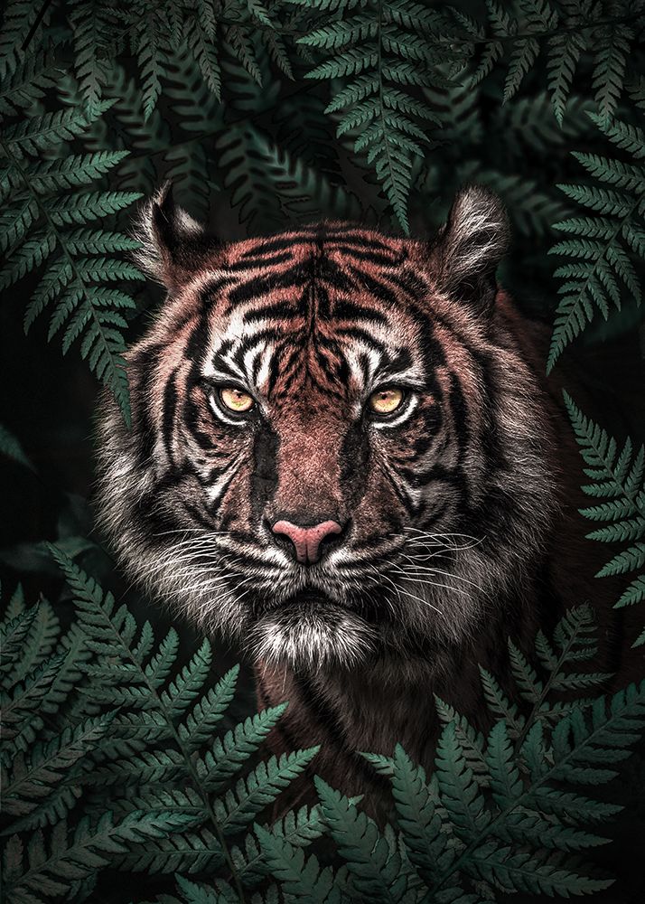 Tiger art print by Al Barizi for $57.95 CAD