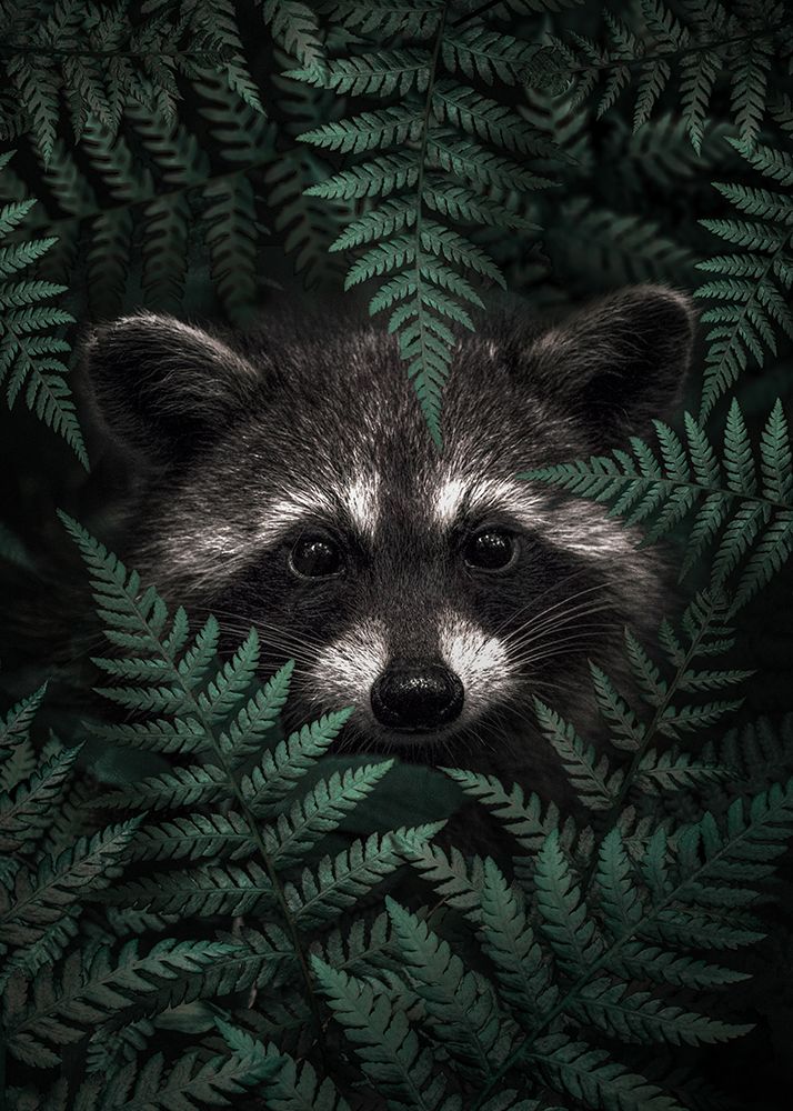 Raccoon In The Forest art print by Al Barizi for $57.95 CAD