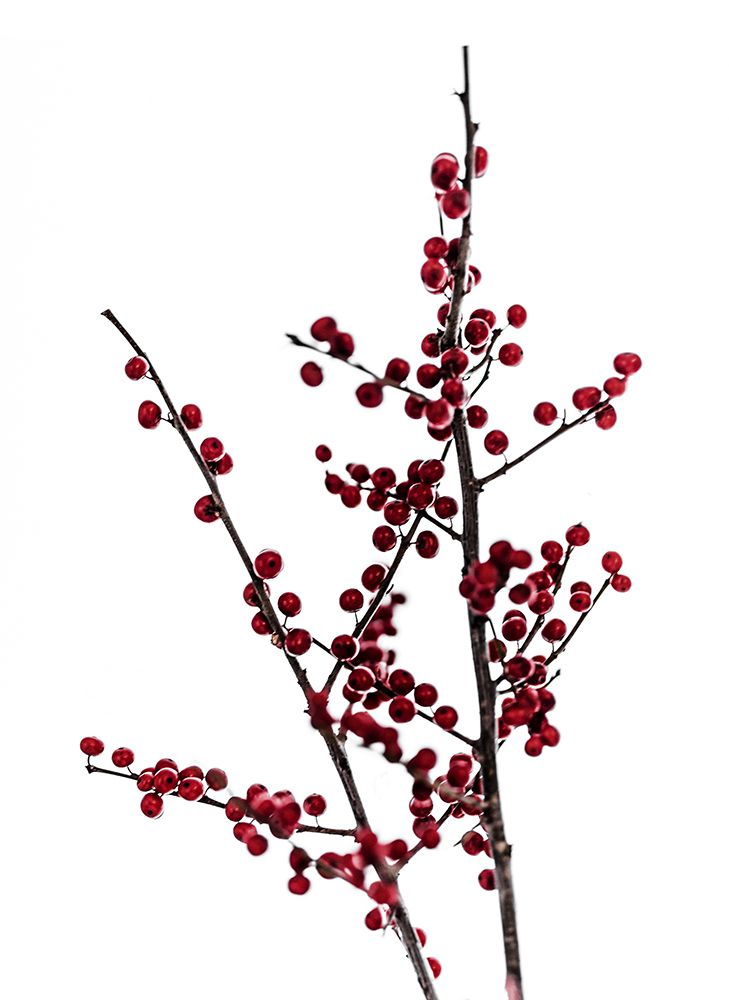 Red Berries 2 art print by Mareike Bohmer for $57.95 CAD