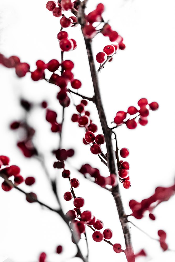 Red Berries 1 art print by Mareike Bohmer for $57.95 CAD