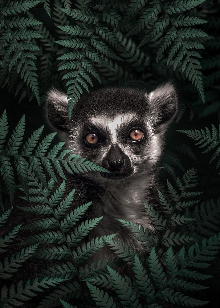 Lemur In The Forest art print by Al Barizi for $57.95 CAD