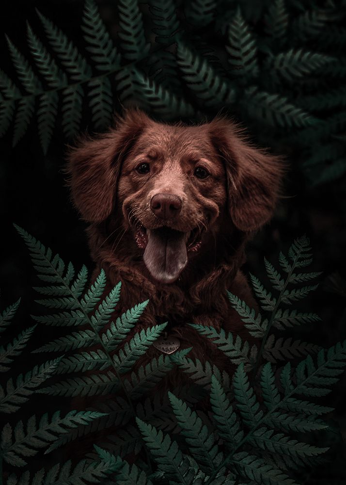 Dog Brown In The Forest art print by Al Barizi for $57.95 CAD