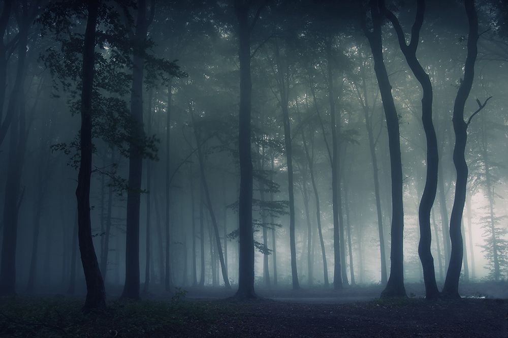 Mysterious Forest art print by PhotoCosma for $57.95 CAD