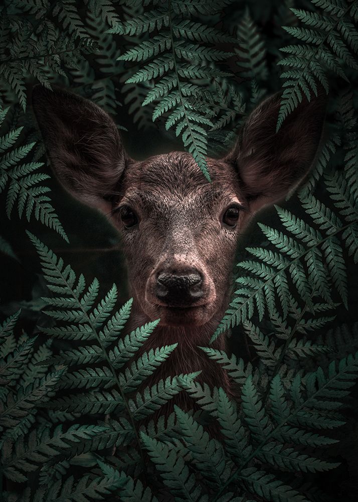 Deer In Ferns art print by Al Barizi for $57.95 CAD