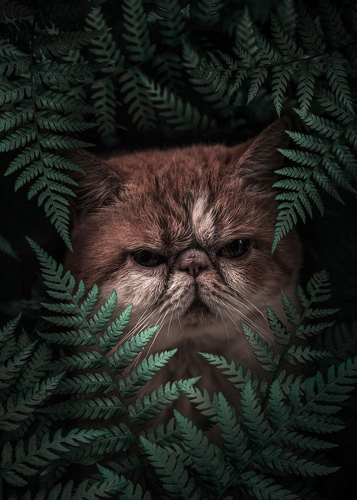 Peaknose Cat In Ferns art print by Al Barizi for $57.95 CAD