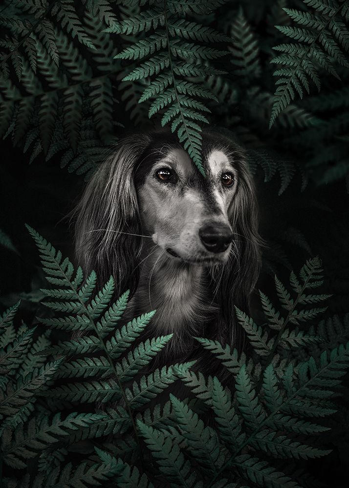 Dog Dachshund In Ferns art print by Al Barizi for $57.95 CAD