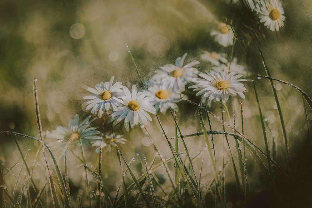 Daisies In Early Morning art print by Youngil Kim for $57.95 CAD