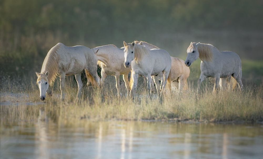 Camargue horses art print by Isabelle Dupont for $57.95 CAD
