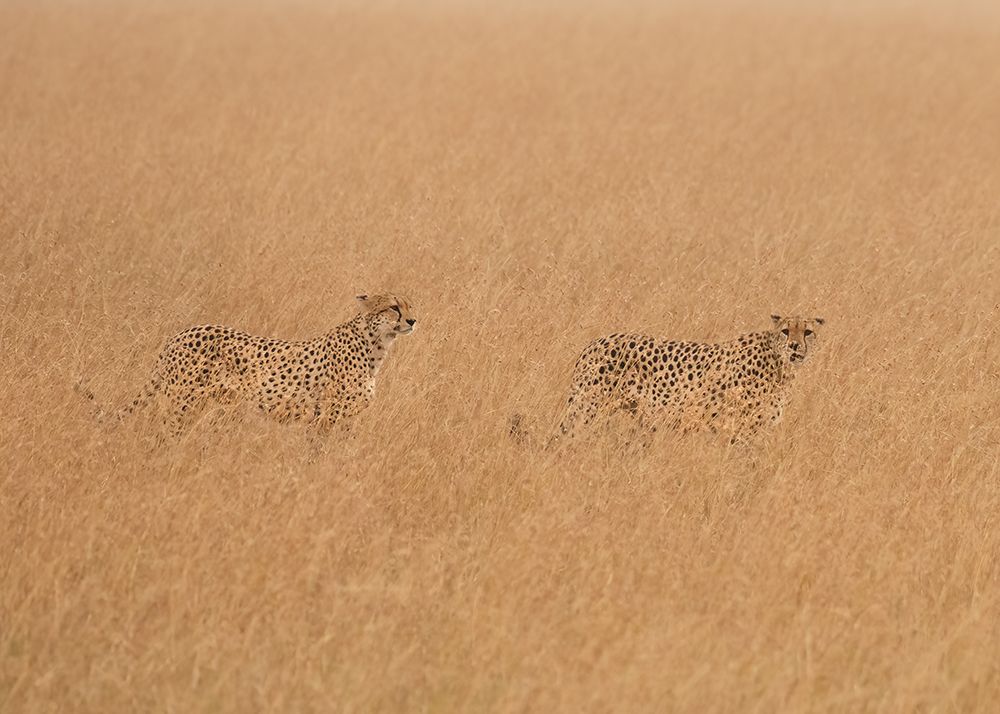 Cheetahs Looking For Prey art print by Ken Liang for $57.95 CAD