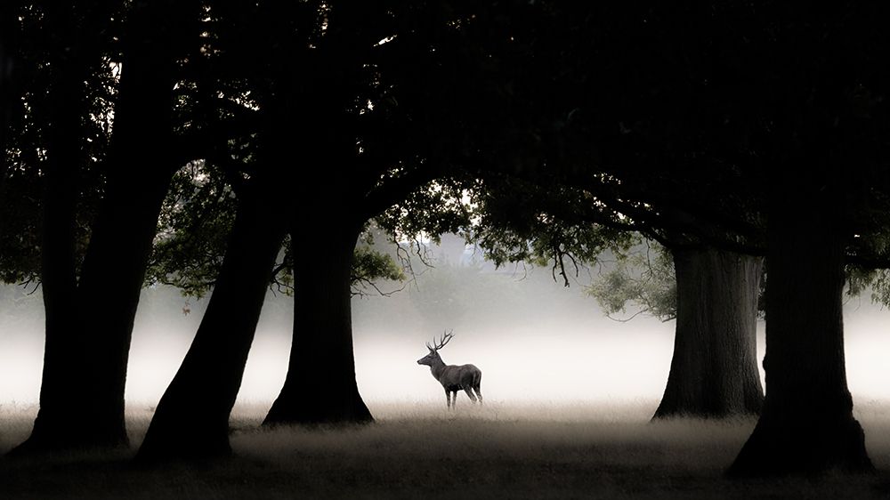 Red Deer Stag In Early Morning art print by Kutub Uddin for $57.95 CAD