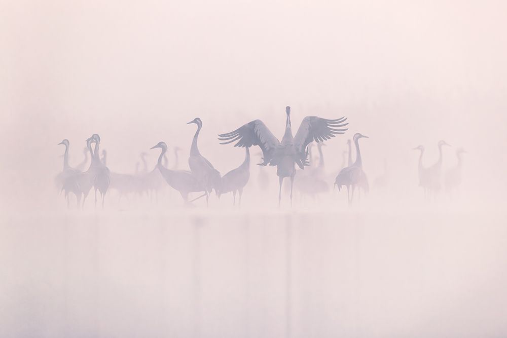 Common Cranes In The Morning Mist art print by Rafal R. Nebelski for $57.95 CAD