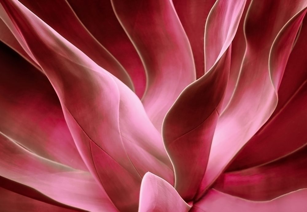 Agave Abstract In Autumn 2023 art print by Robin Wechsler for $57.95 CAD