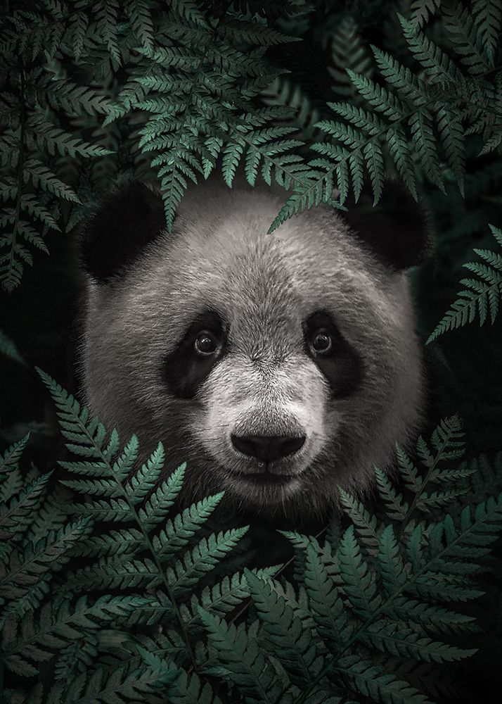 Panda Bear In The Forest art print by Al Barizi for $57.95 CAD