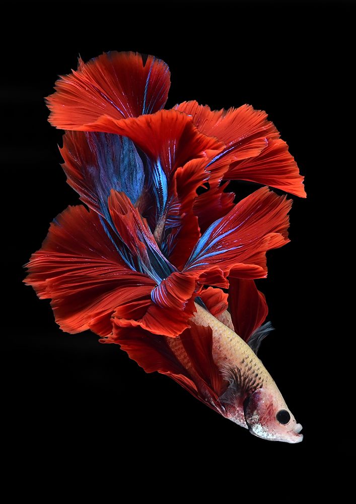 Like A Flower Of Bettafish art print by Rawisyah Aditya for $57.95 CAD