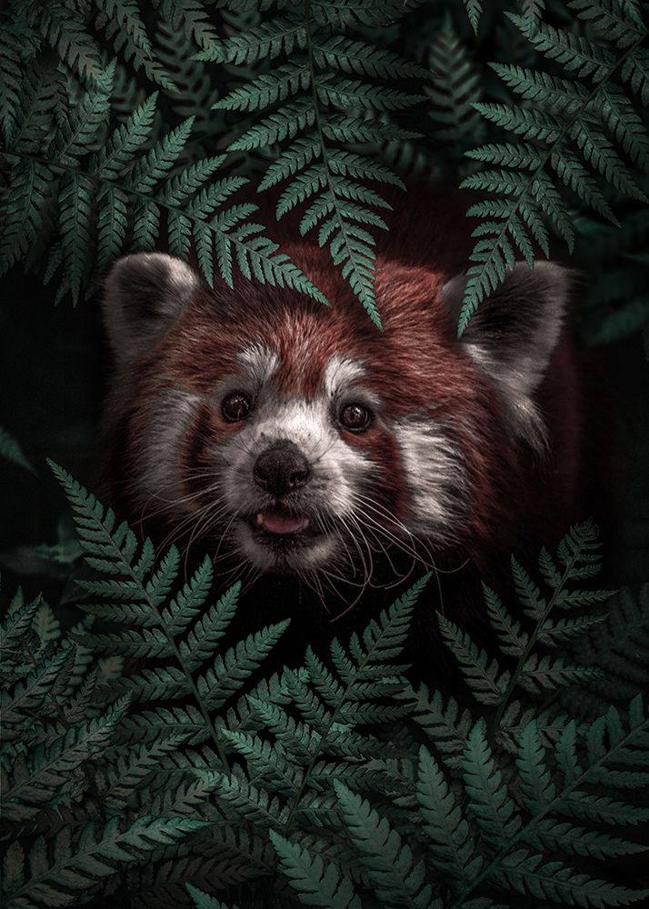 Cute Red Panda art print by Al Barizi for $57.95 CAD