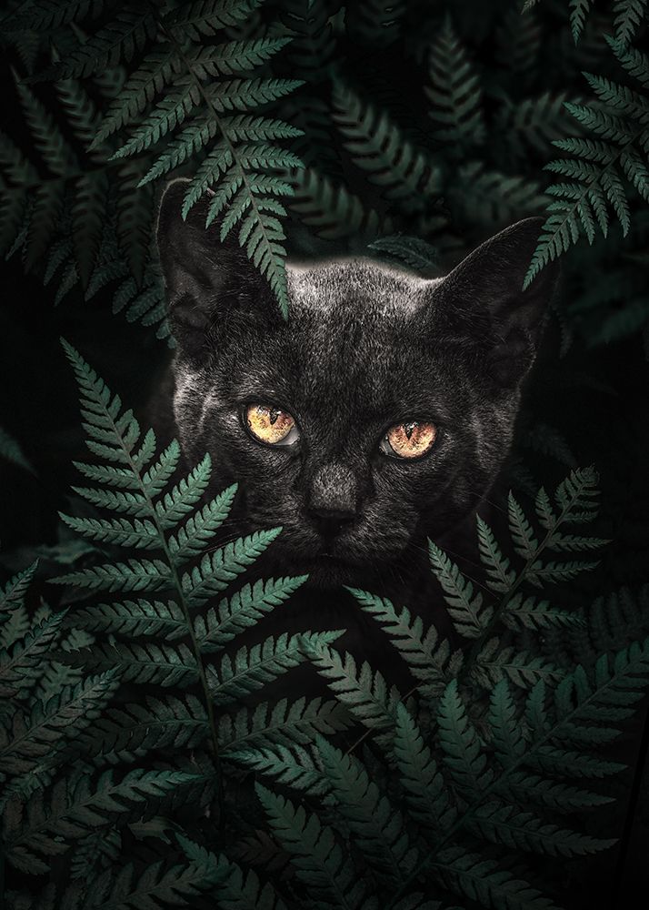 Black Cat In Ferns art print by Al Barizi for $57.95 CAD