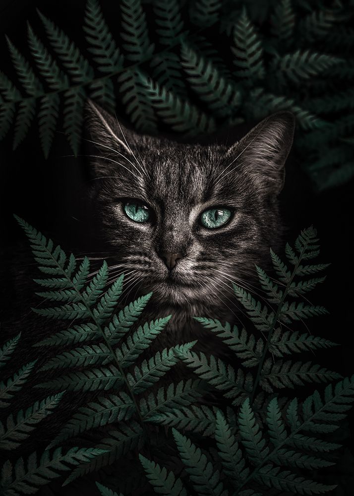 Green Eyes Cat With Ferns art print by Al Barizi for $57.95 CAD