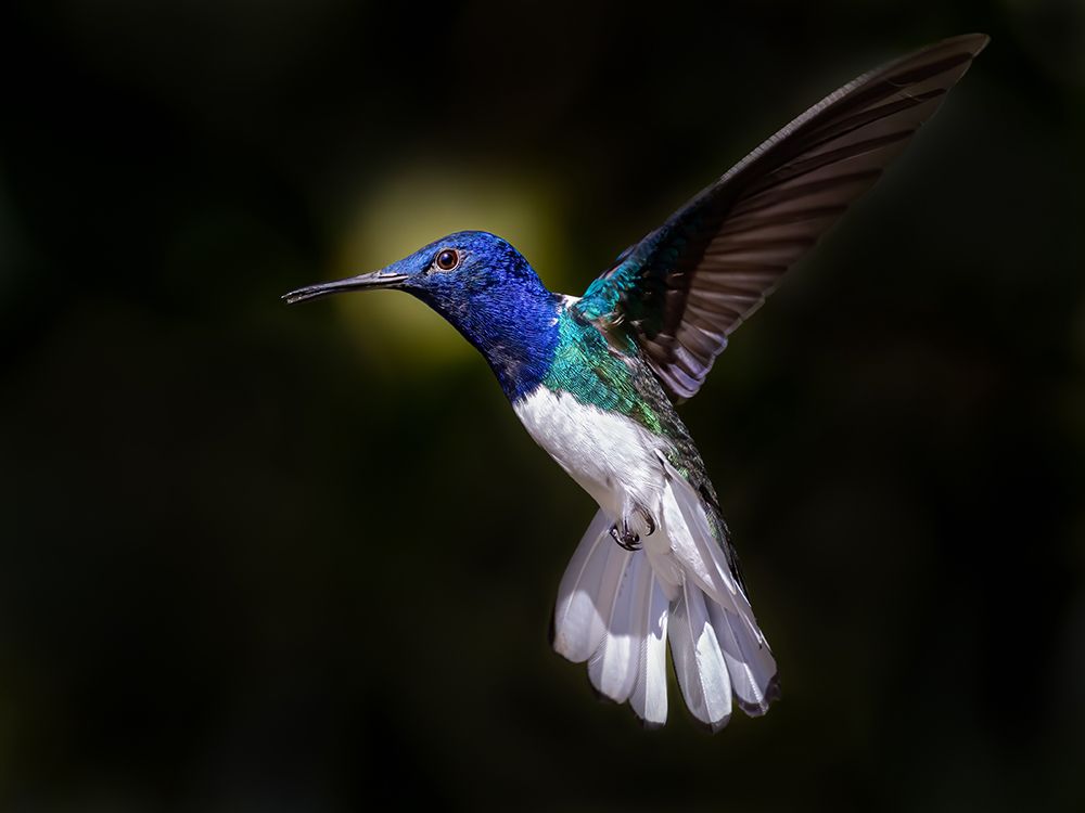White-Necked Jacobin art print by Xiaohong Zhang for $57.95 CAD