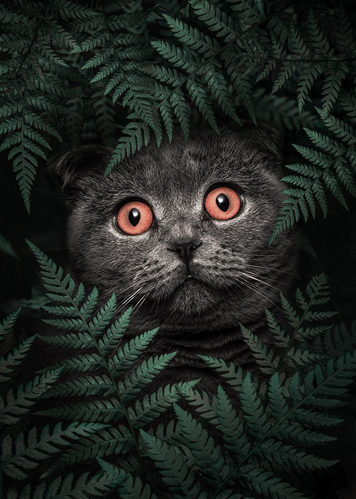 British Shorthair Cat art print by Al Barizi for $57.95 CAD