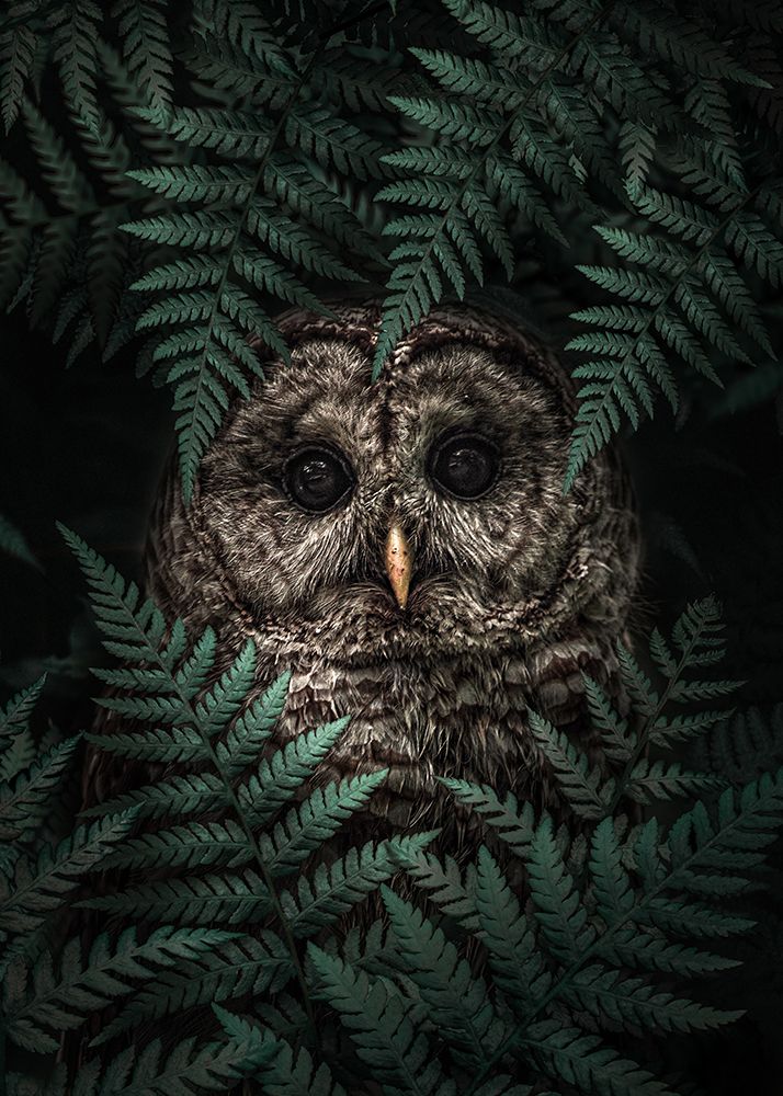 The Owl in Ferns art print by Al Barizi for $57.95 CAD
