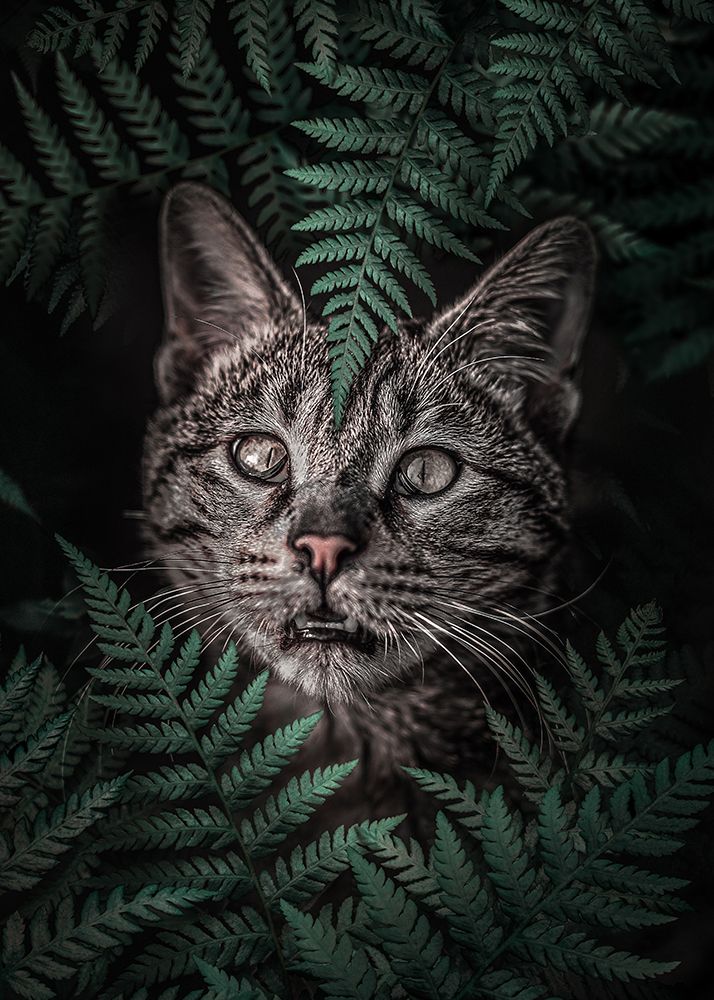 Meow Cat in Ferns art print by Al Barizi for $57.95 CAD