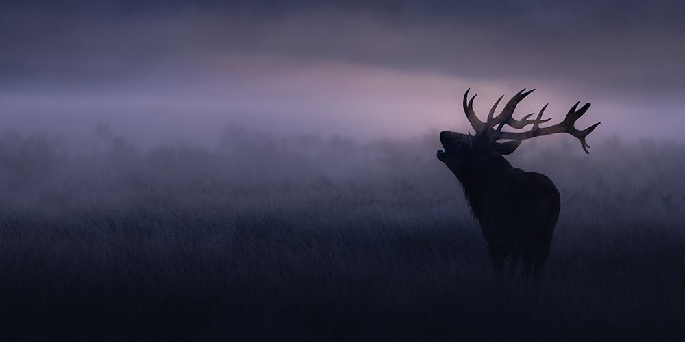 Stag In Misty Morning art print by Kutub Uddin for $57.95 CAD
