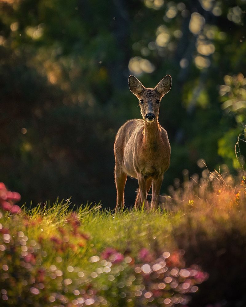 Hello Deer art print by Emelie Blondell for $57.95 CAD