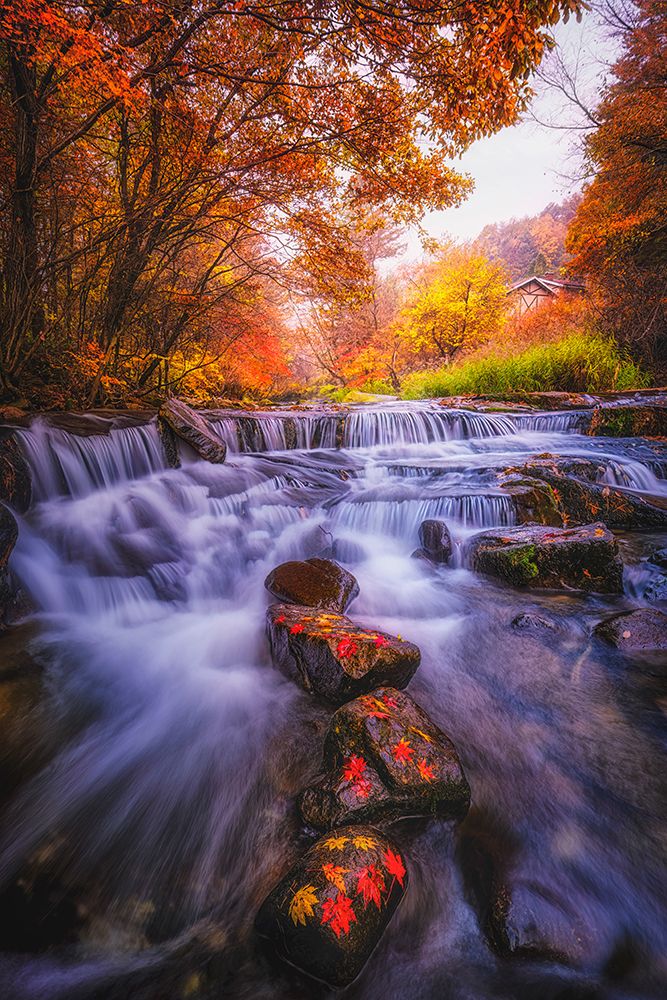 Autumn Scent art print by Tiger Seo for $57.95 CAD