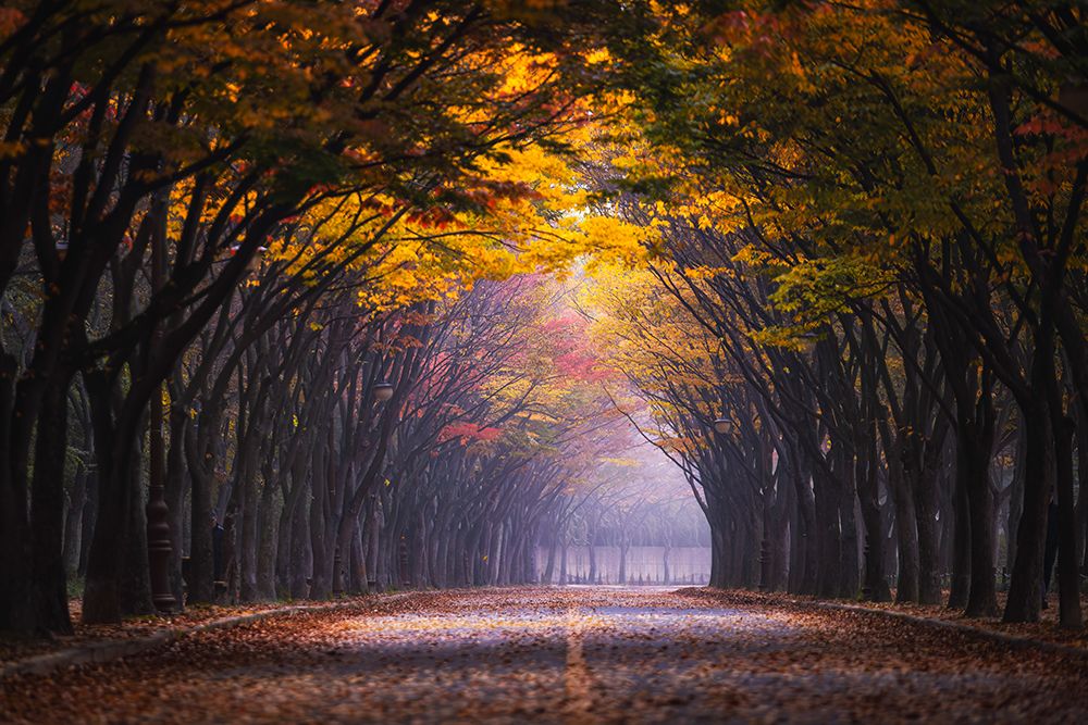 Autumn Morning art print by Tiger Seo for $57.95 CAD